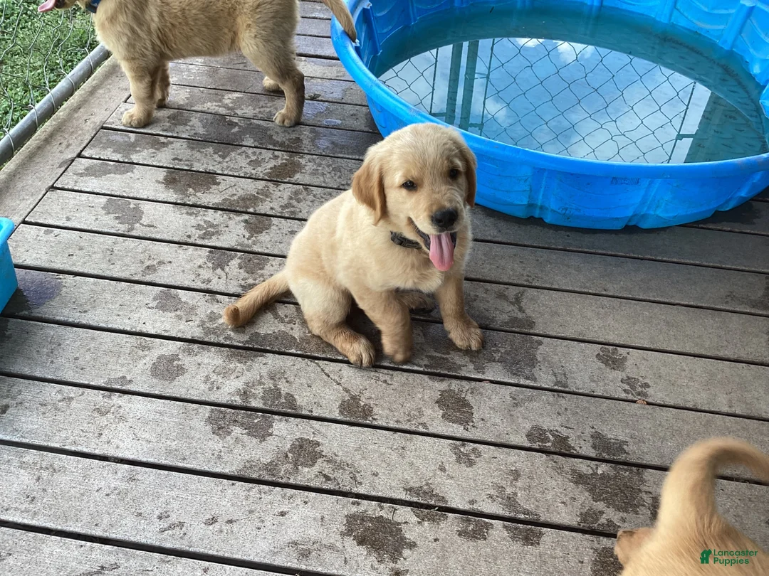 Golden Retriever dogs for sale: Jasper  - Ad 1