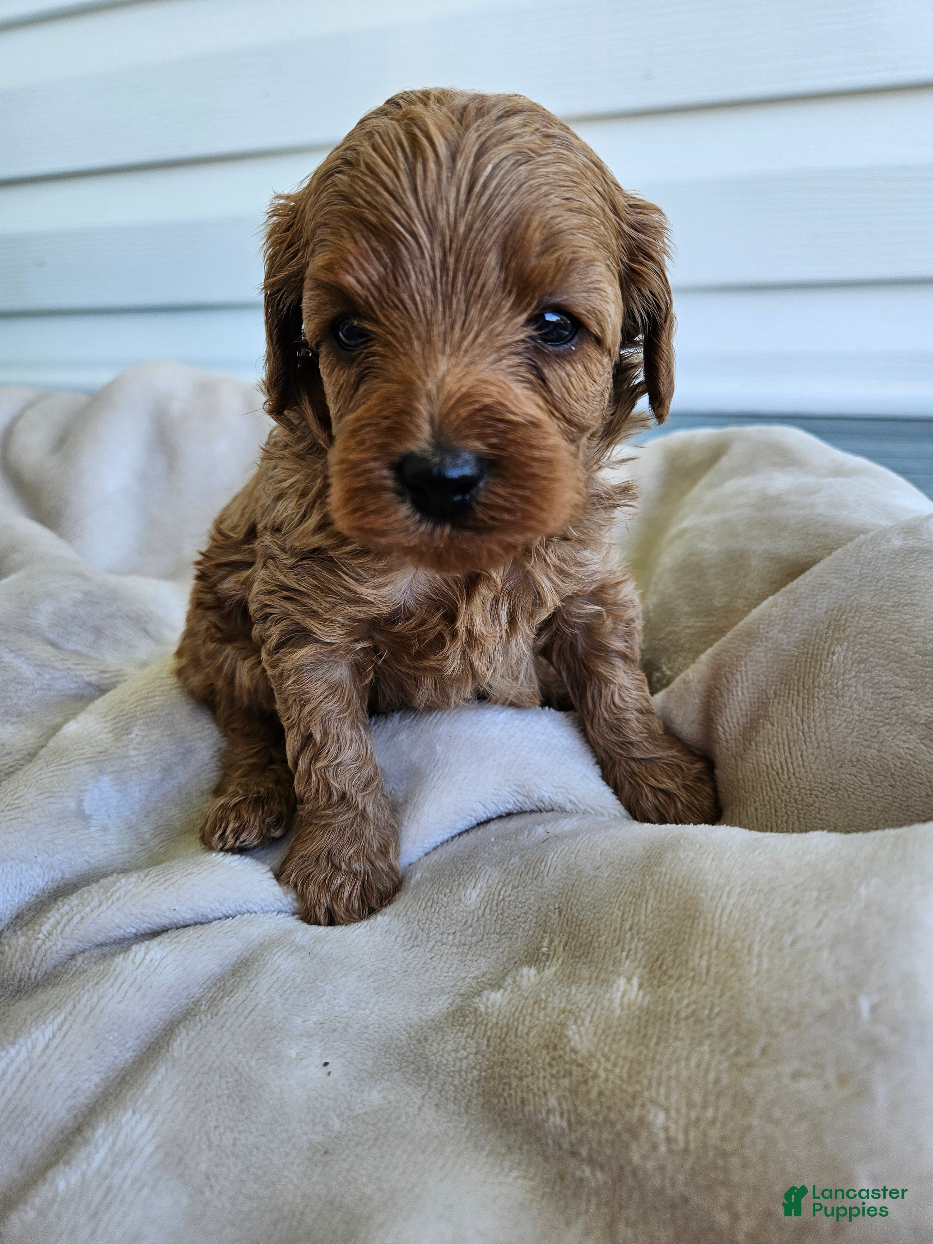 Cavapoo dogs Mars - Ad 35