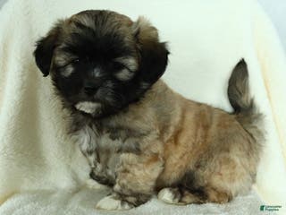 Teddy Bear dogs Diesel - Ad 40