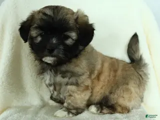 Teddy Bear dogs Diesel - Ad 40