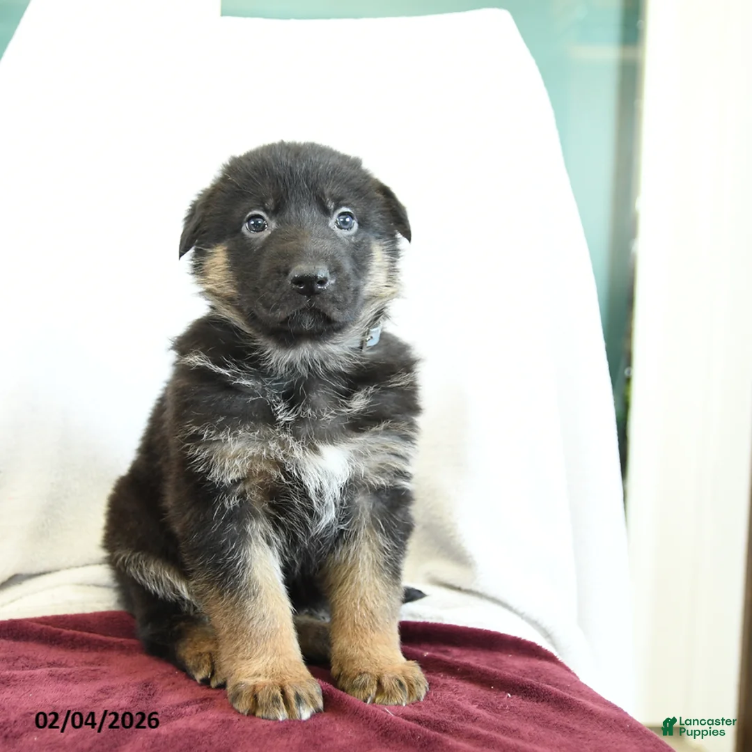 German Shepherd dogs for sale: Admiral - Ad 2