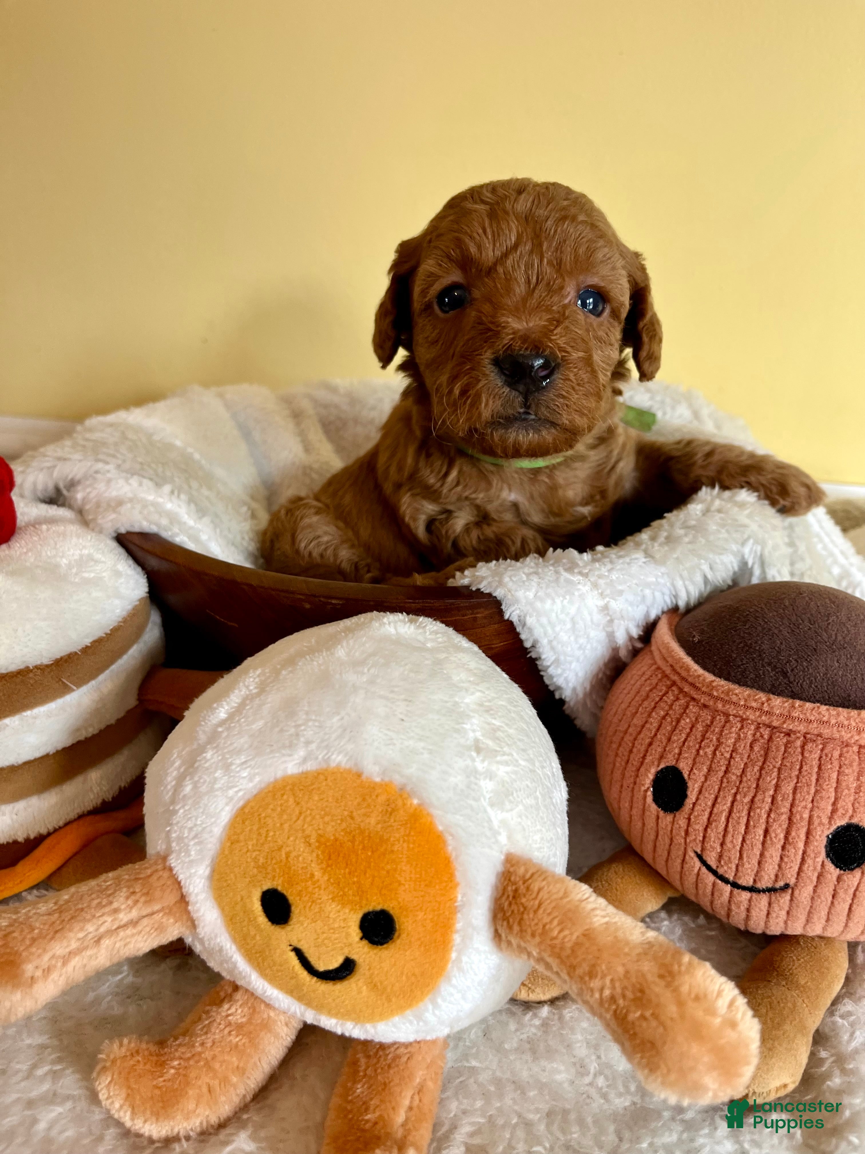 Mini Goldendoodle dogs Muffin - Ad 18
