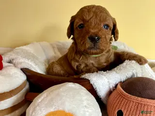 Mini Goldendoodle dogs Muffin - Ad 18