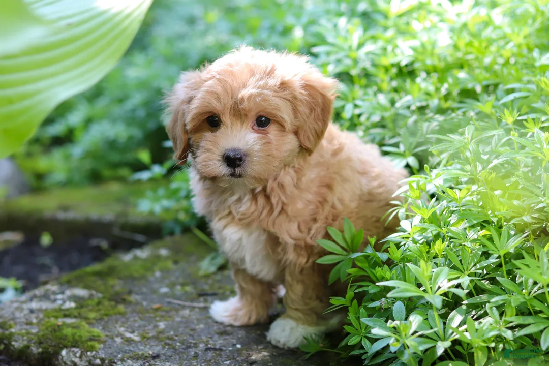 Maltipoo dogs for sale: Letty - Ad 2