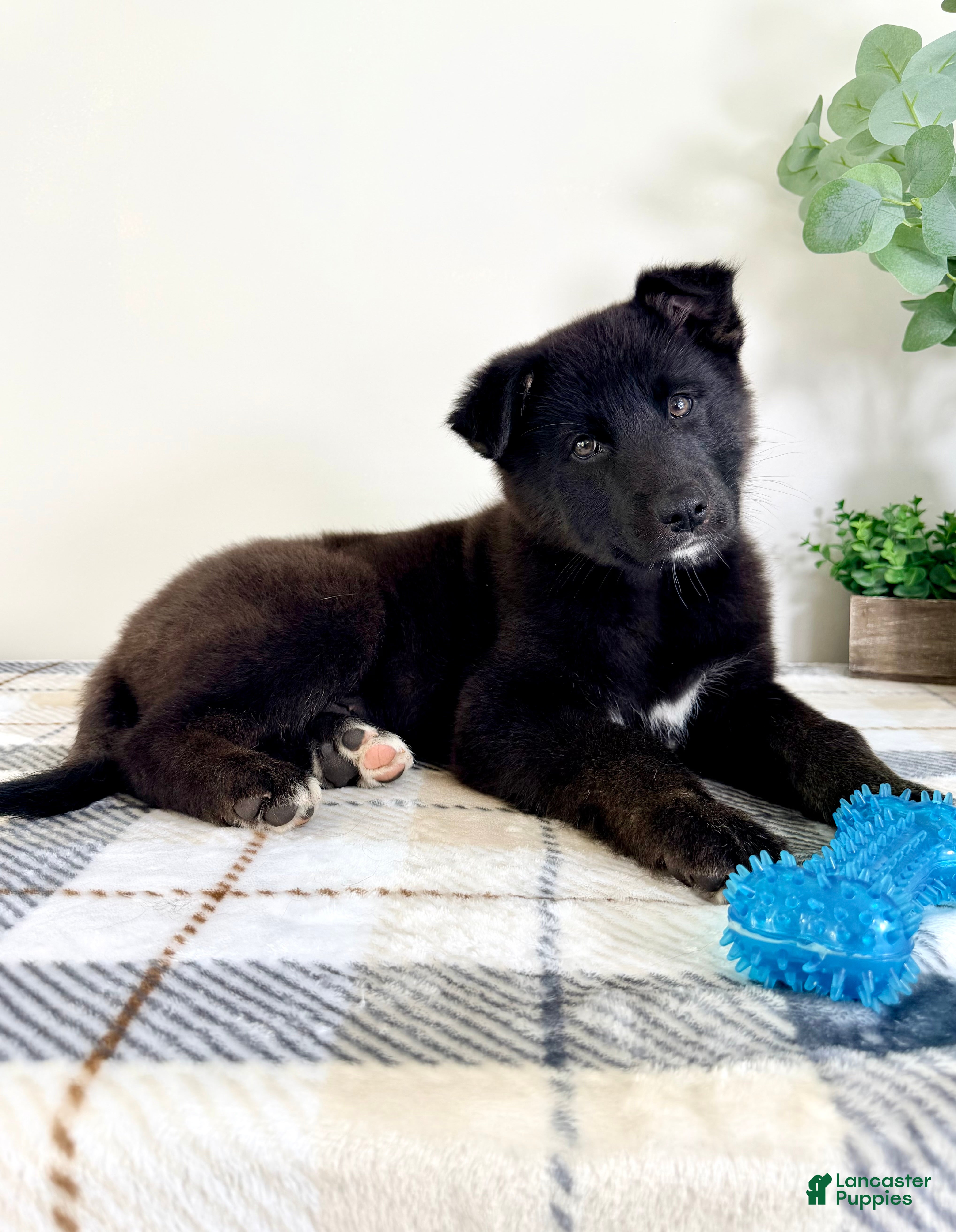 Gerberian Shepsky dogs Braxton - Ad 36