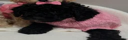 Miniature Poodle dogs for sale: Miniature Poodle Buttercup - Ad 3
