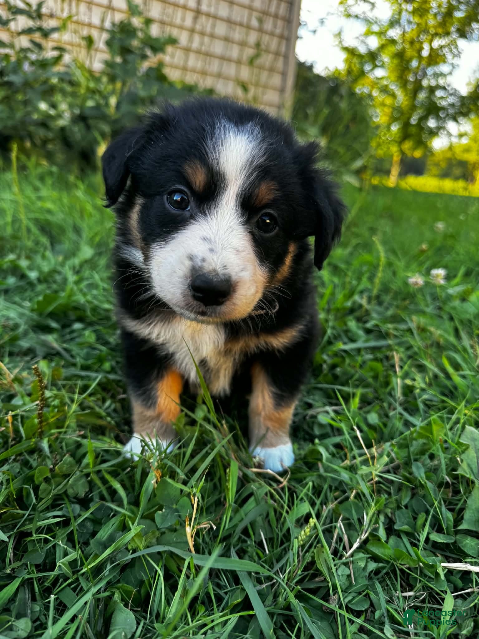 Australian Shepherd dogs Stripe - Ad 14