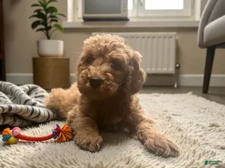 Mini Goldendoodle dogs Mini Goldendoodle Puppy 4 - Ad 4