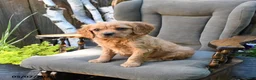Miniature Golden Retriever dogs for sale: Patrick - Ad 2