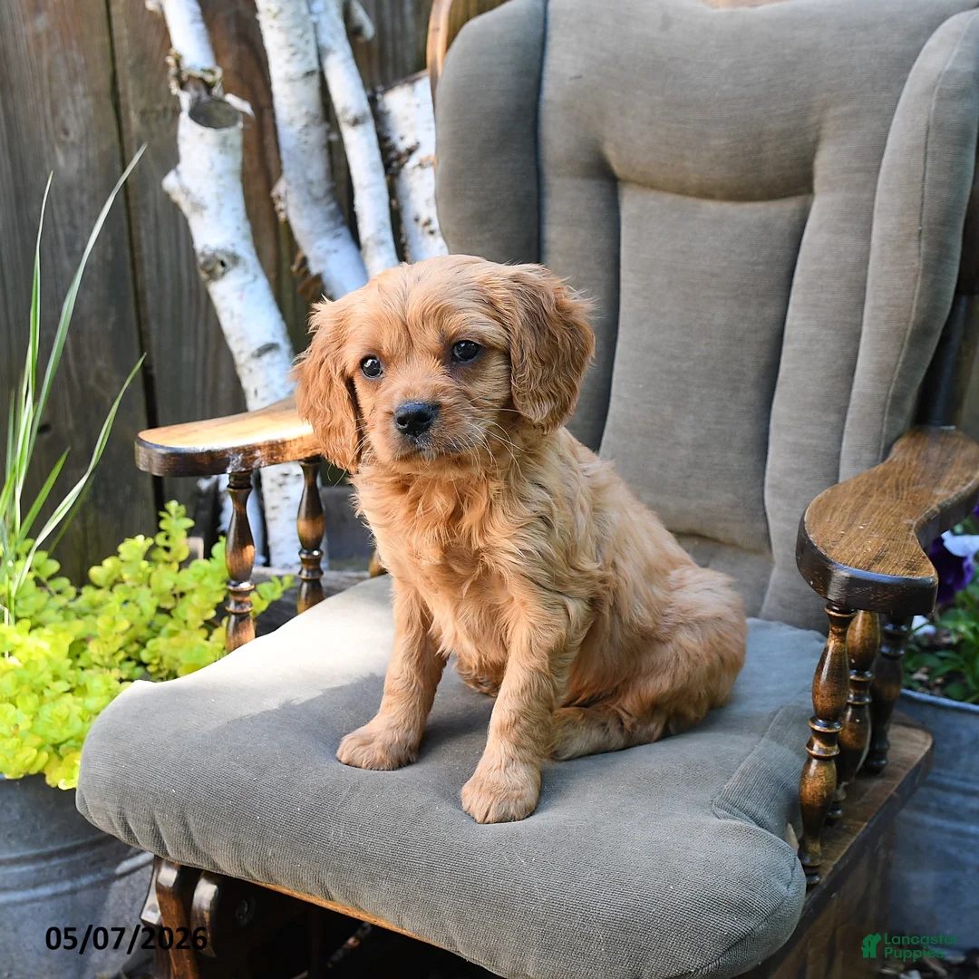 Miniature Golden Retriever dogs for sale: Patrick - Ad 2