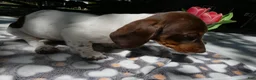 Miniature Dachshund dogs for sale: Miniature Dachshund 1 Poco - Ad 6