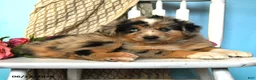 Miniature Australian Shepherd dogs for sale: Popsicle - Ad 2
