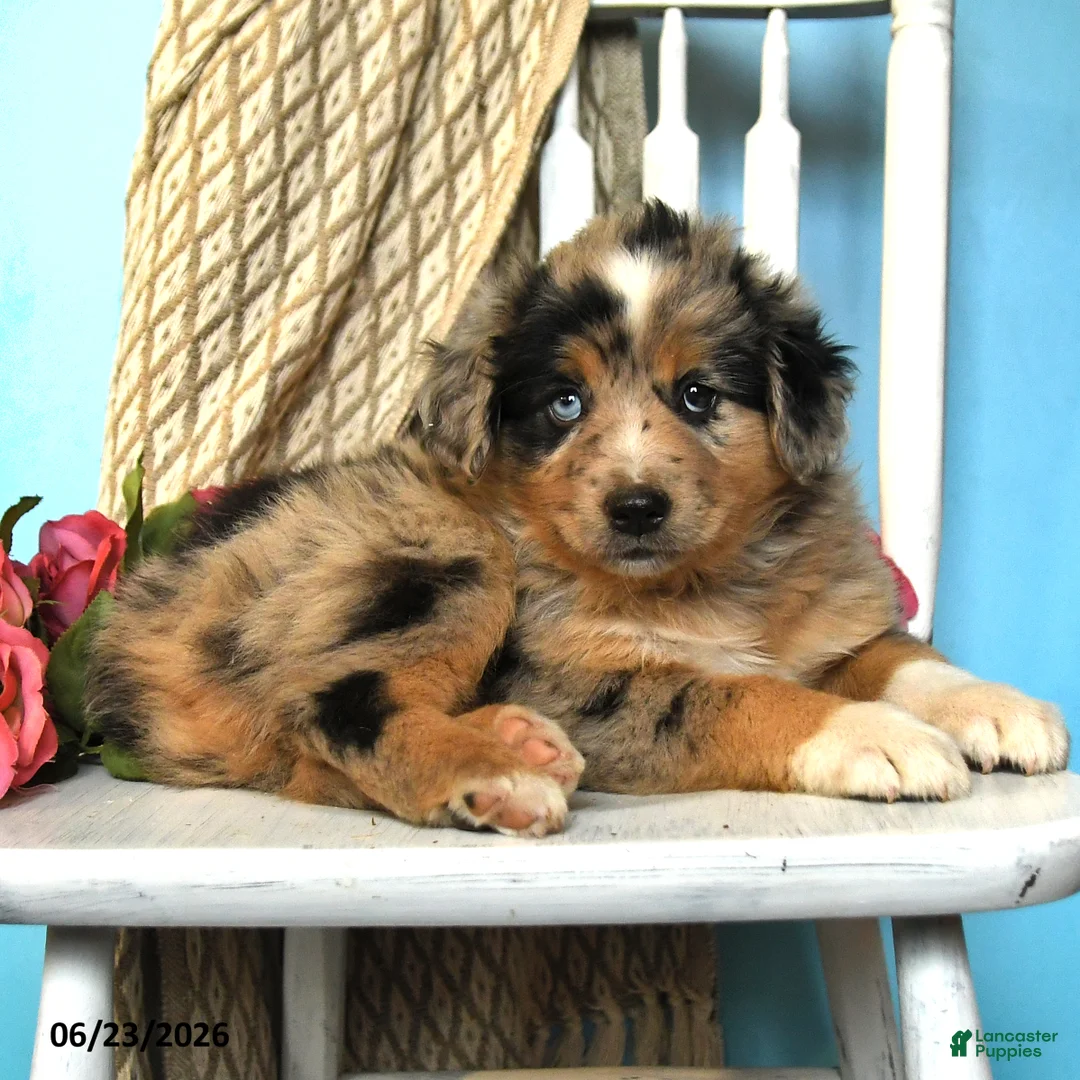 Miniature Australian Shepherd dogs for sale: Popsicle - Ad 2