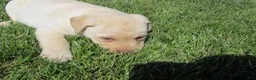 Labrador Retriever dogs for sale: Labrador Retriever Puppy 1 - Ad 7