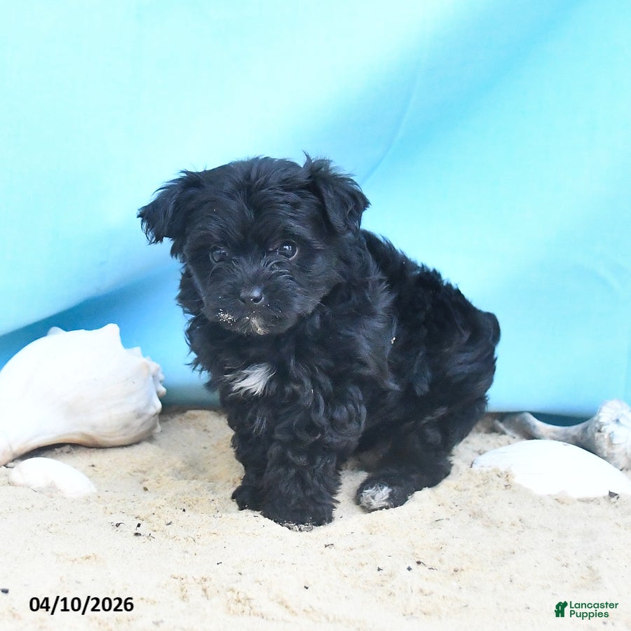 Yorkiepoo dogs Cacey - Ad 2