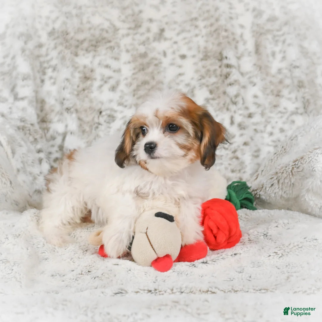 Havanese dogs for sale: Heidi - Ad 2