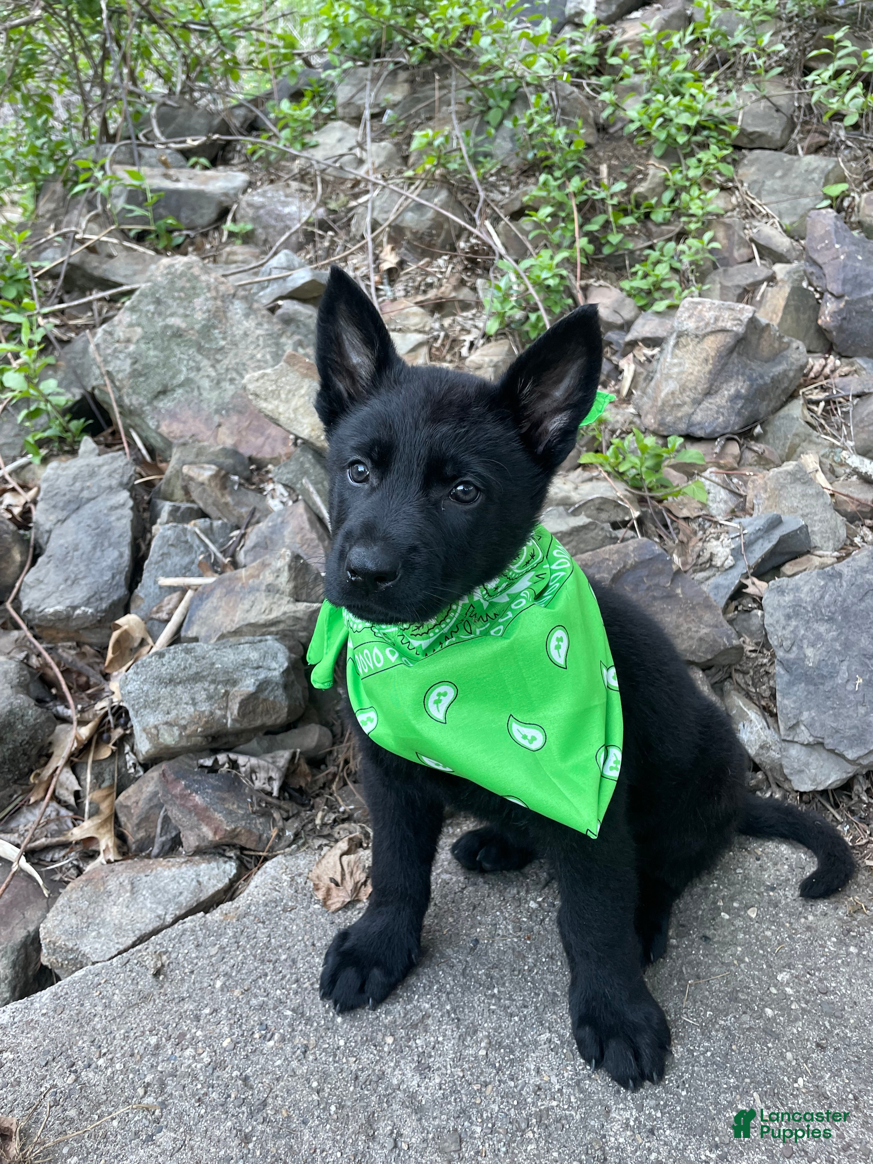 German Shepherd dogs Collar green  - Ad 1