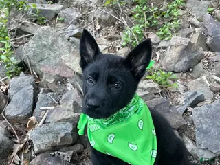 German Shepherd dogs for sale: Collar green - Ad 3