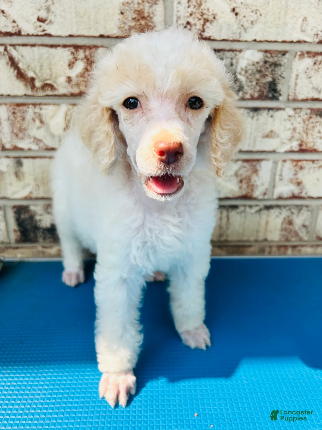 Standard Poodle dogs for sale: Standard Poodle 2 - Ad 2