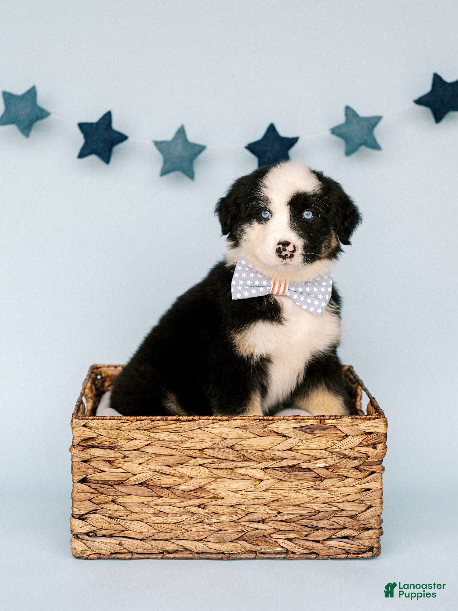 Australian Shepherd dogs Scooby - Ad 1