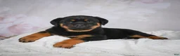 Rottweiler dogs for sale: Gracie - Ad 10