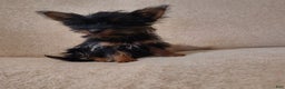 Pomchi dogs for sale: Monte - Ad 6