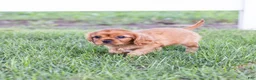 Cavalier King Charles Spaniel dogs for sale: Porky - Ad 3