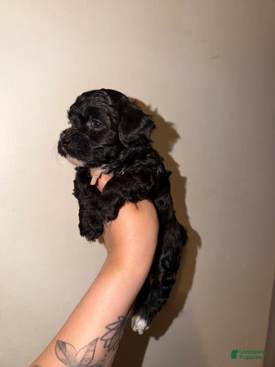 Havapoo dogs for sale: Violet - Ad 2