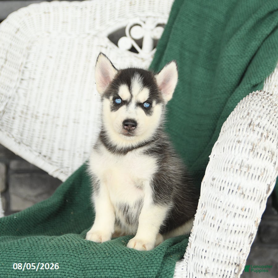 Siberian Husky dogs Vermont - Ad 1