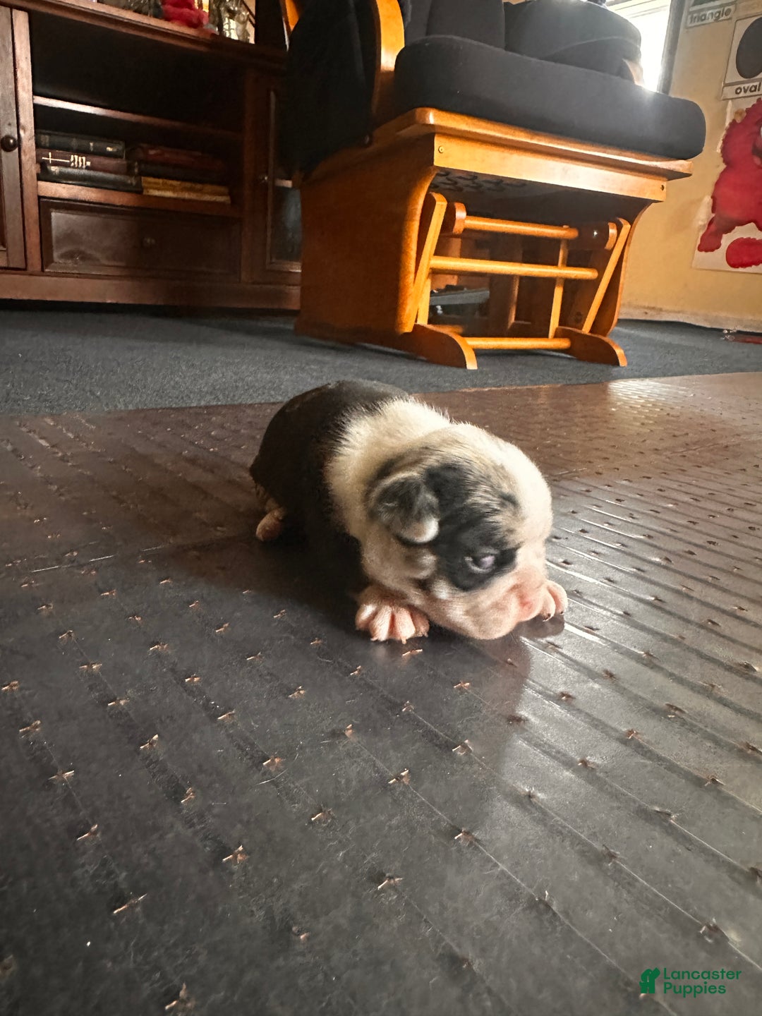 Mixed Breed dogs for sale: Honey - Ad 3