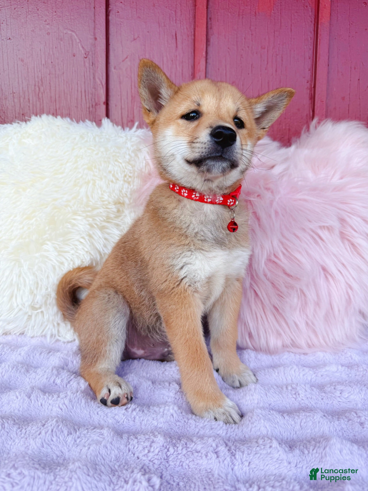 Shiba Inu dogs for sale: ❤️ Matty ❤️ - Ad 1