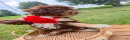 Aussiedoodle dogs for sale: Winter Melon - Ad 8