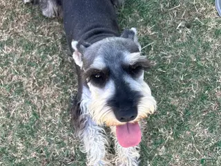 Miniature Schnauzer dogs for sale: Ramsey - Ad 2