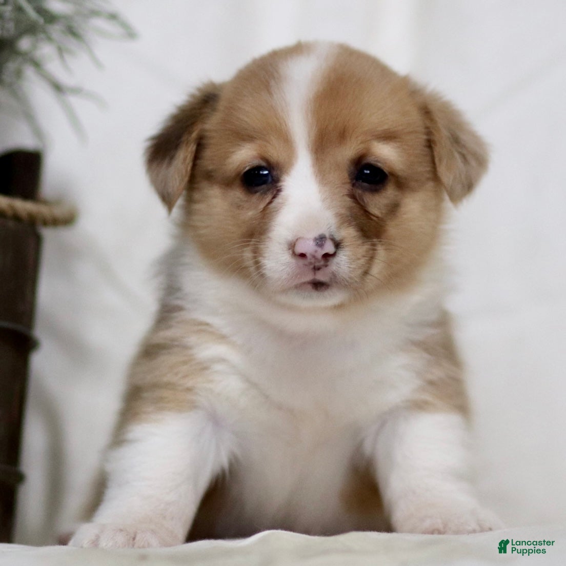 American Corgi dogs Jackie - Ad 1