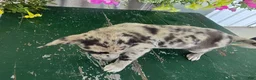 Chihuahua dogs for sale: Botches - Ad 7