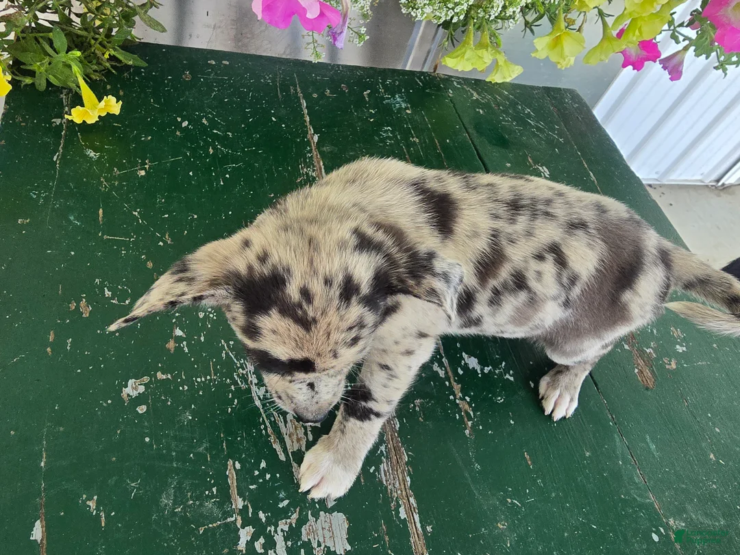 Chihuahua dogs for sale: Botches - Ad 7