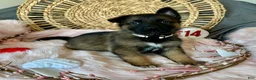 German Shepherd dogs for sale: Jasmine  - Ad 5