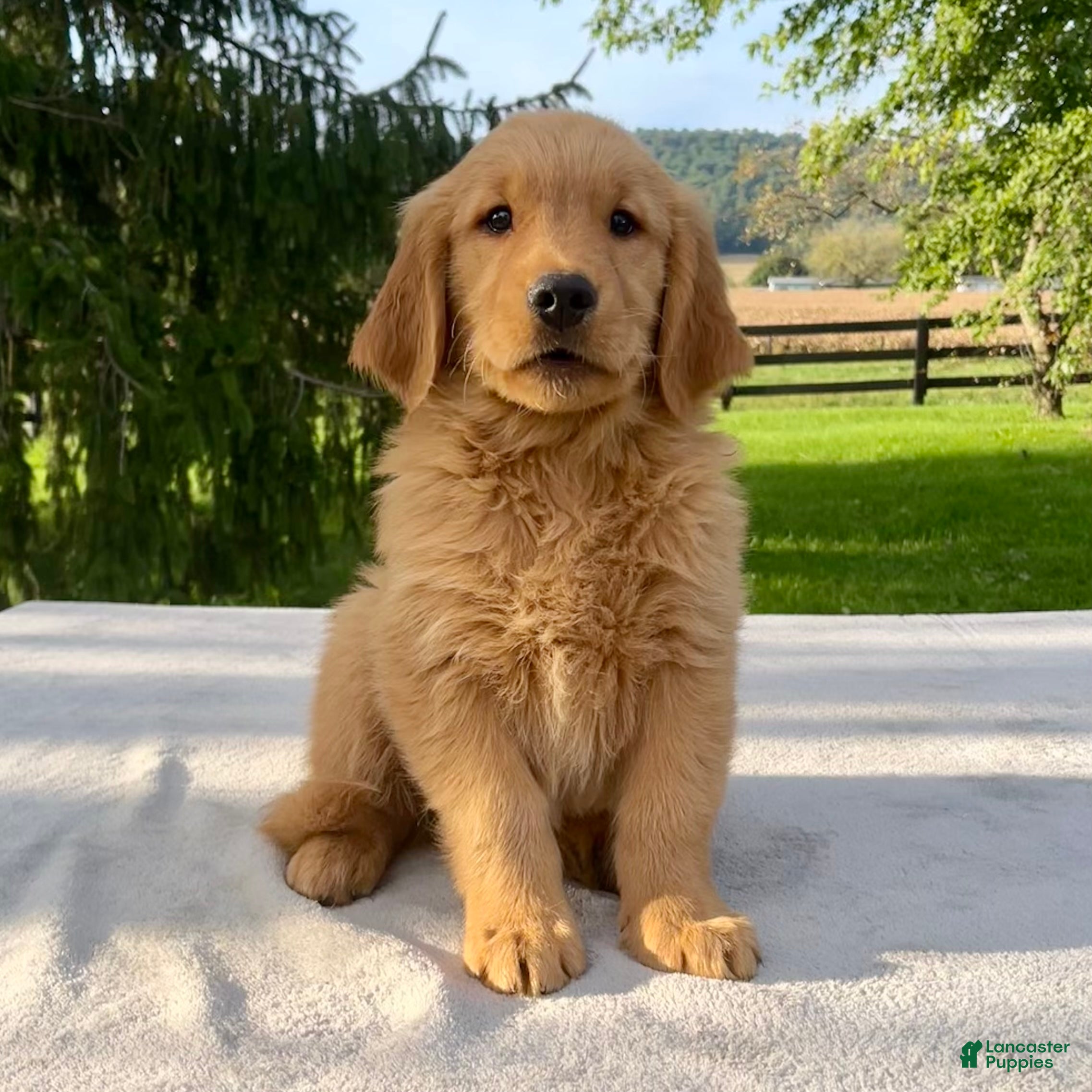 Golden Retriever dogs Jackson - Ad 1