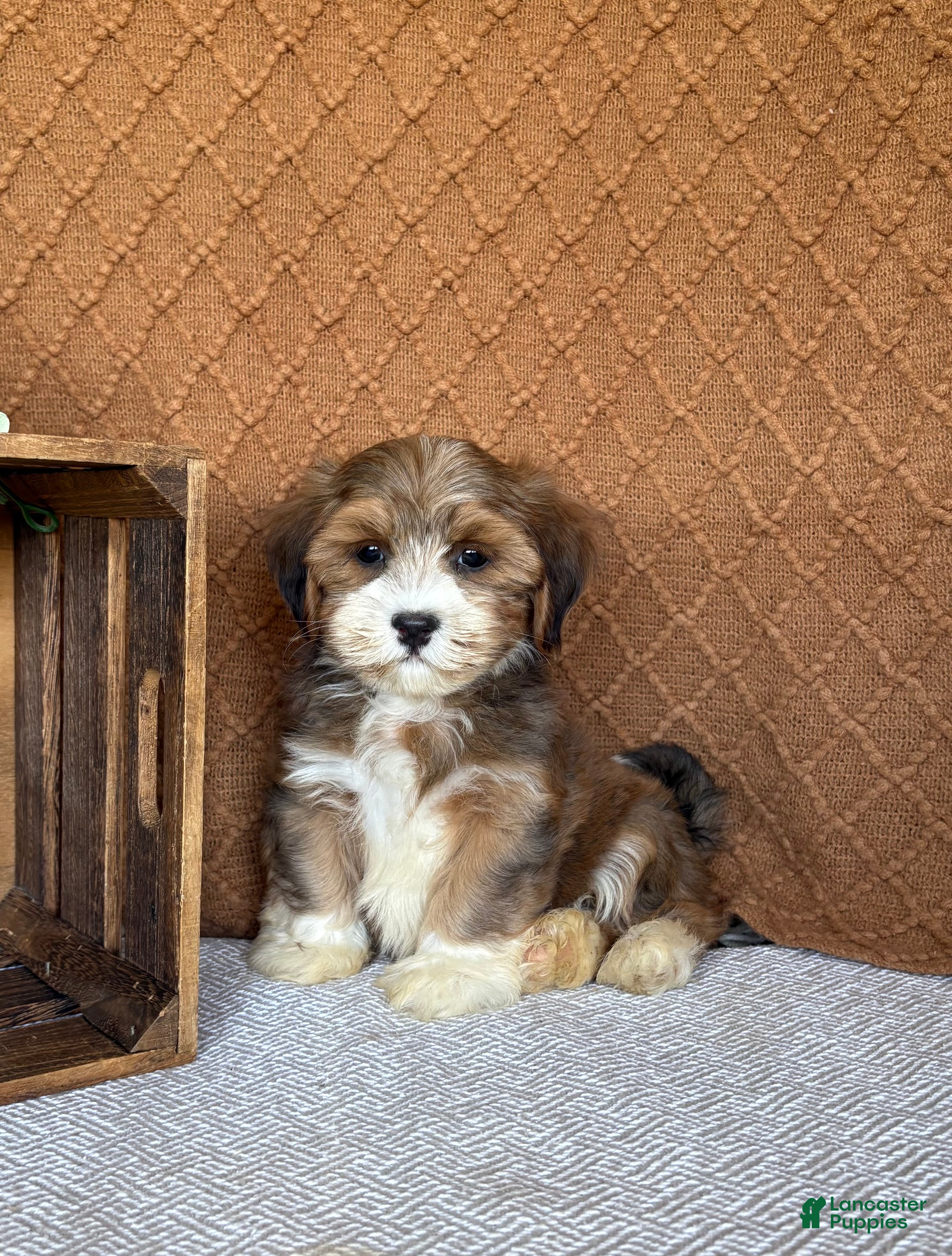 Havanese dogs Liam - Ad 1