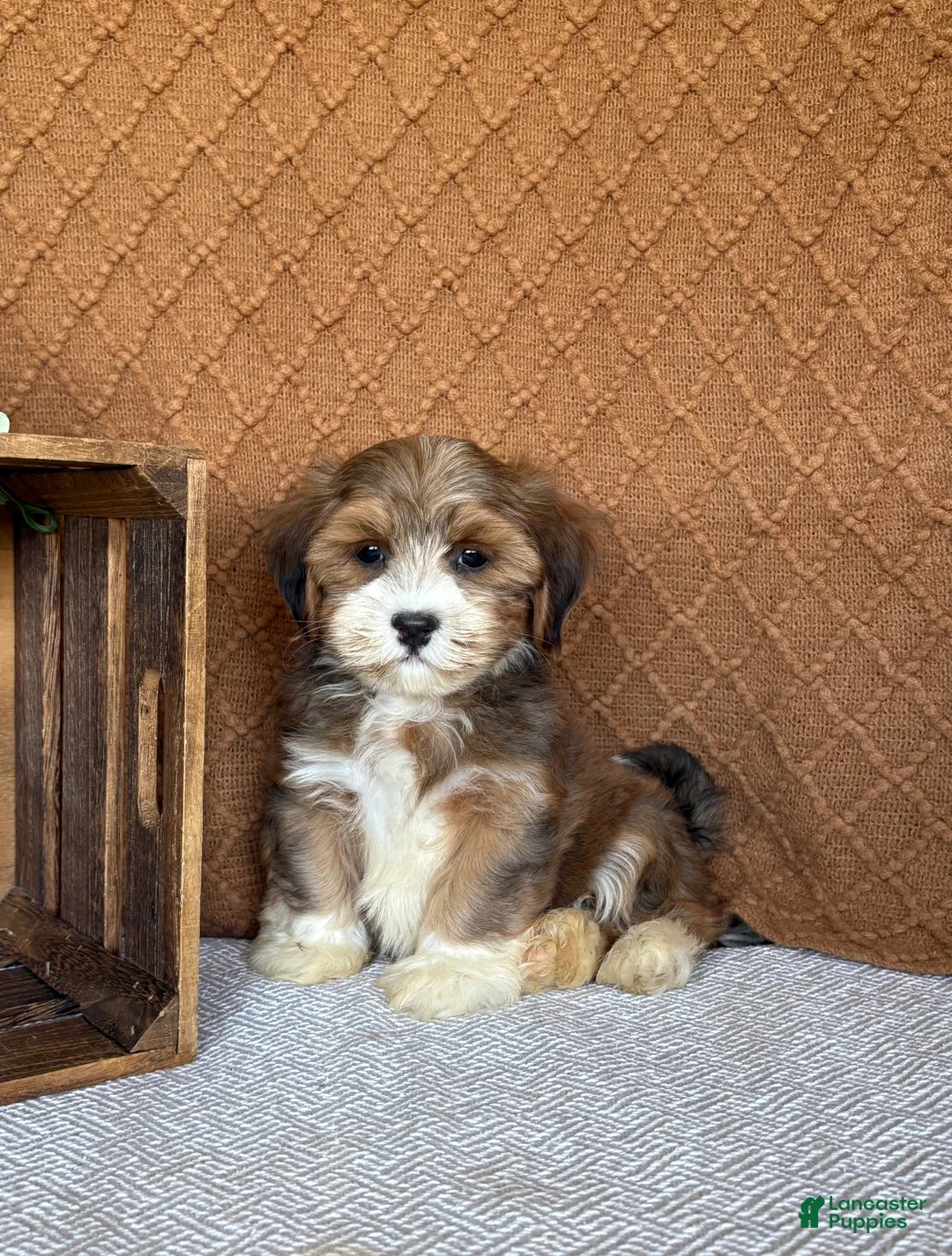 Havanese dogs for sale: Liam - Ad 1