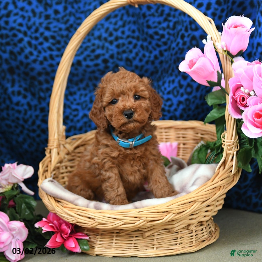 Miniature Poodle dogs Everest - Ad 1