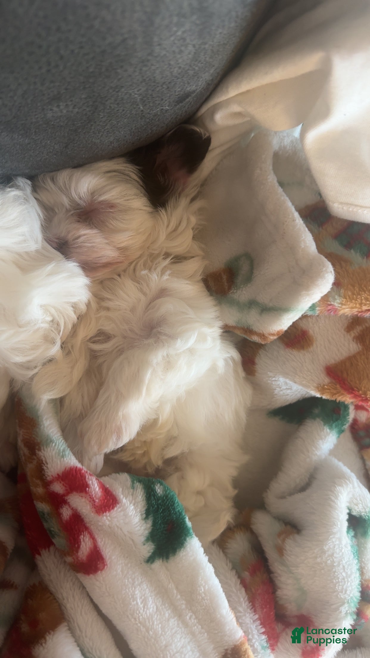 Yorkshire Terrier dogs Cooper  - Ad 2