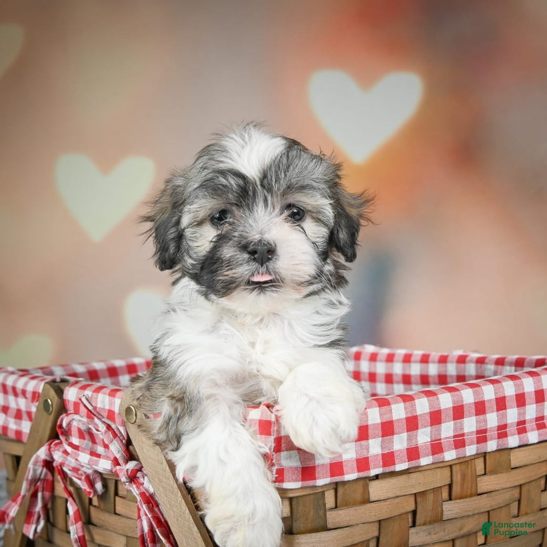 Gallery Image {{count}}