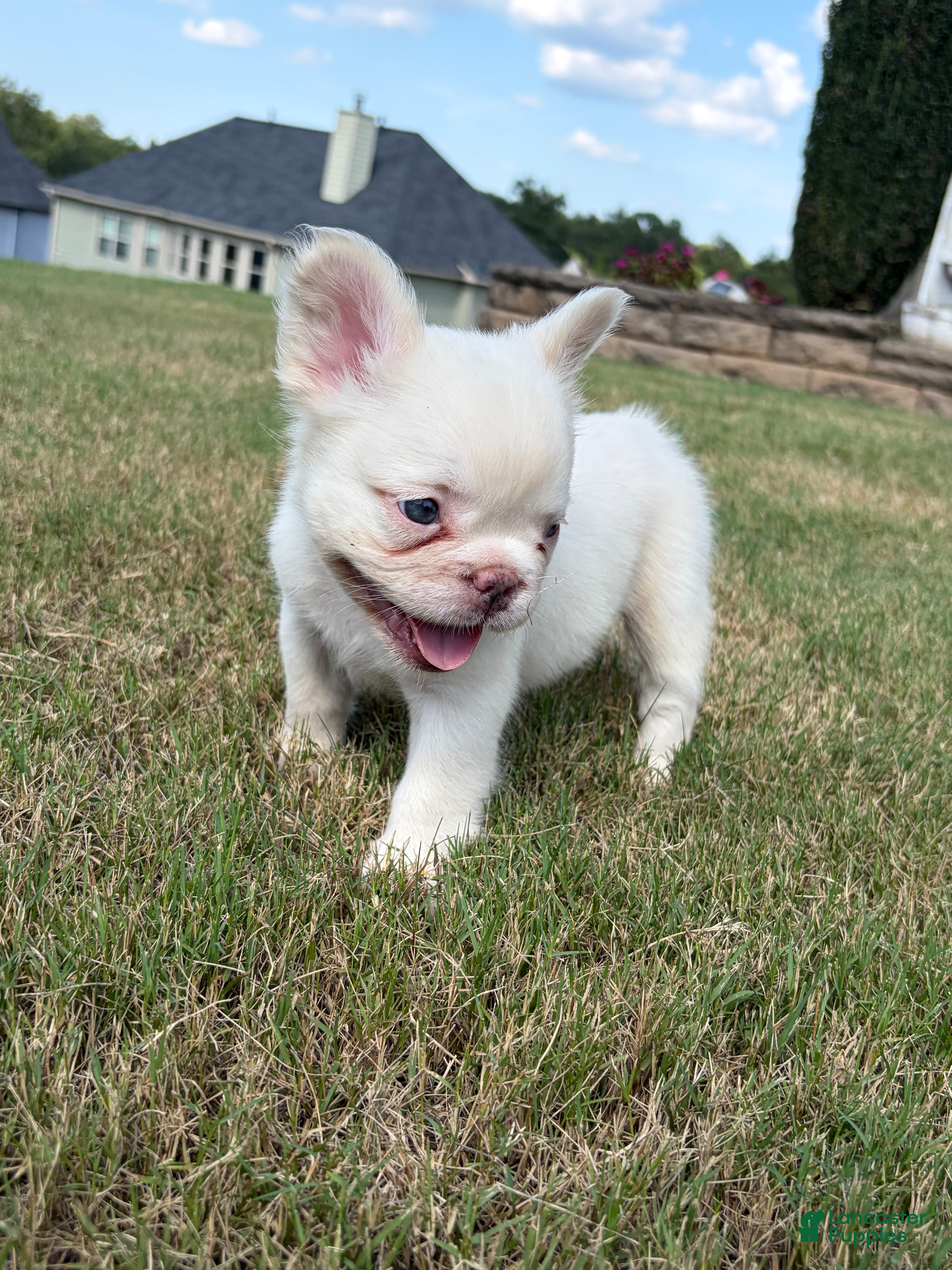 French Bulldog dogs CottonBall - Ad 1