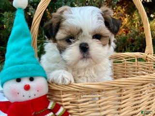 Shih Tzu dogs Hazel - Ad 35