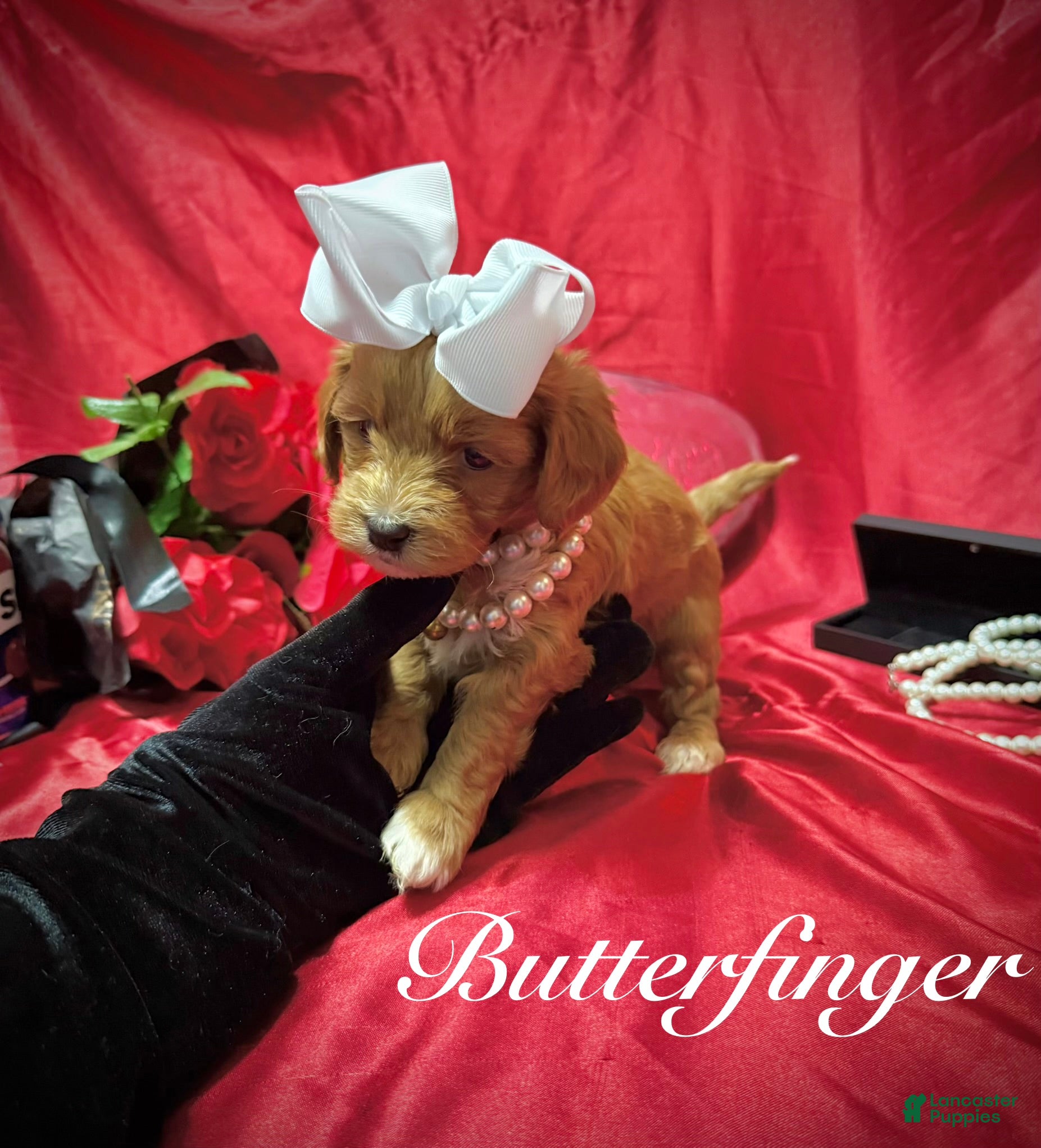 Yorkiepoo dogs Butterfinger  - Ad 42