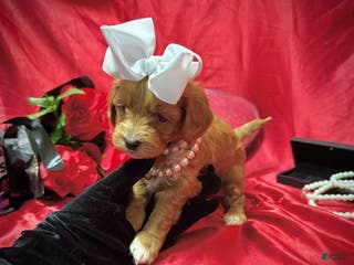 Yorkiepoo dogs Butterfinger - Ad 42