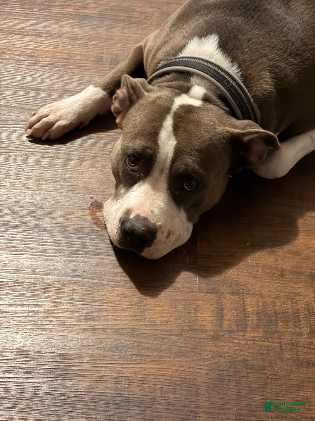 Mixed Breed dogs for sale: Mixed Breed Puppy 6 - Ad 3