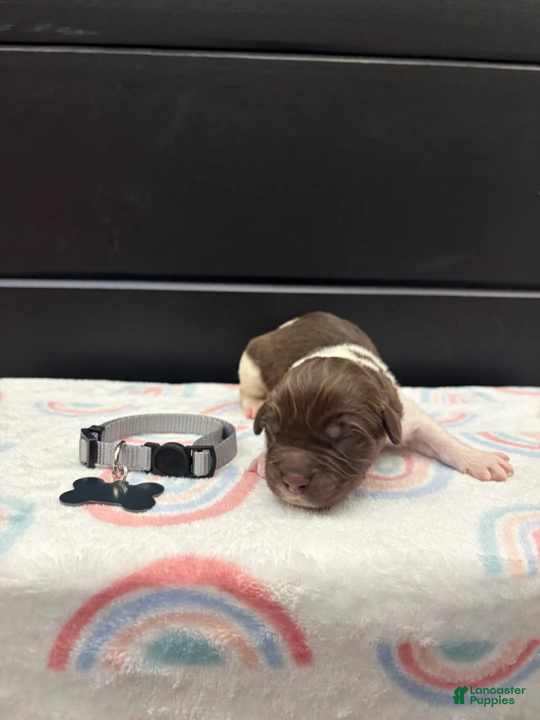 Newfoundland dogs for sale: Brinley - Ad 1