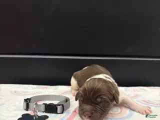 Newfoundland dogs Brinley - Ad 24